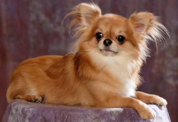 Chihuahua raça