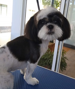 cuidado shih tzu
