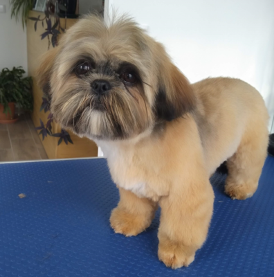 raça shihtzu2