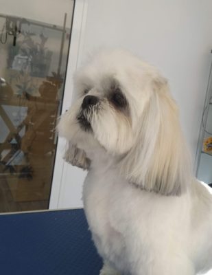 shih-tzu