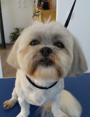 shihtzu