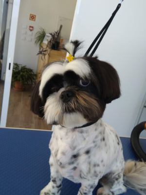 shihtzu raça popular