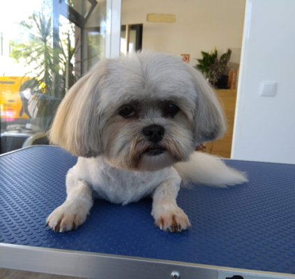 shihtzu1